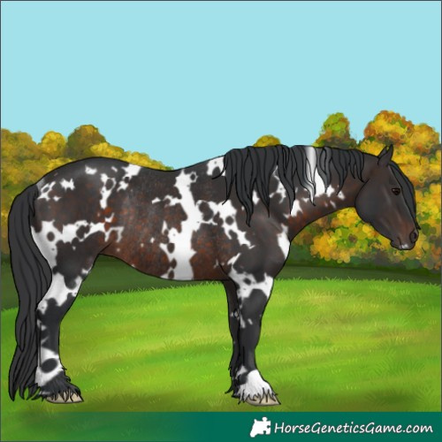 Horse Color:White Spotted Brown Rabicano 