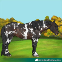 Horse Color:White Spotted Brown Rabicano 