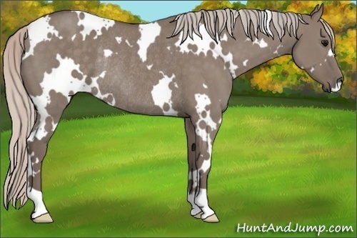 Horse Color:White Spotted Silver Grullo Rabicano