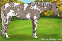 Horse Color:White Spotted Silver Grullo Rabicano