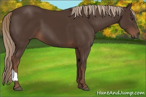 Horse Color:Liver Chestnut 