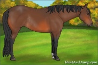Horse Color:Bay Rabicano 