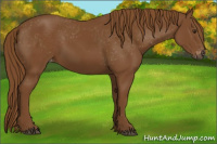 Horse Color:Gray Chestnut Varnish 