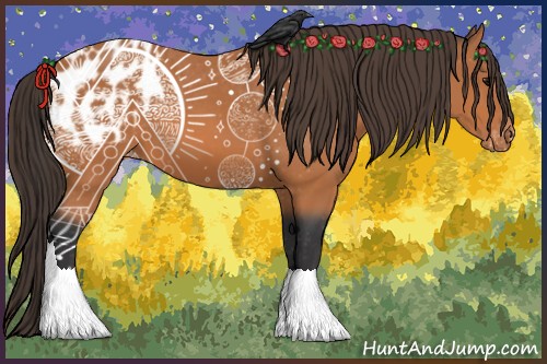 Horse Color:Bay Appaloosa 