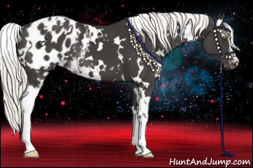 Horse Color:White Spotted Liver Chestnut Appaloosa