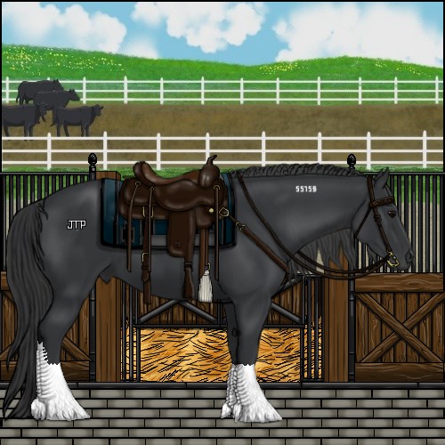 Horse Color:Black Rabicano 