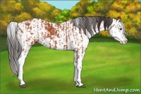 Horse Color:Bay Sabino  and Bay Sabino Splash 