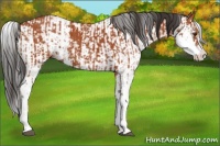 Horse Color:Bay Sabino  and Bay Sabino 