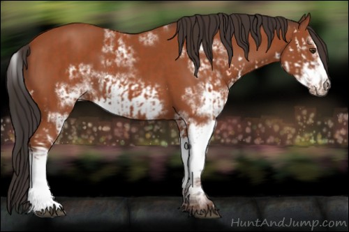 Horse Color:Bay Sabino and Bay Sabino Frame