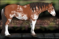 Horse Color:Bay Sabino  and Bay Sabino Frame 