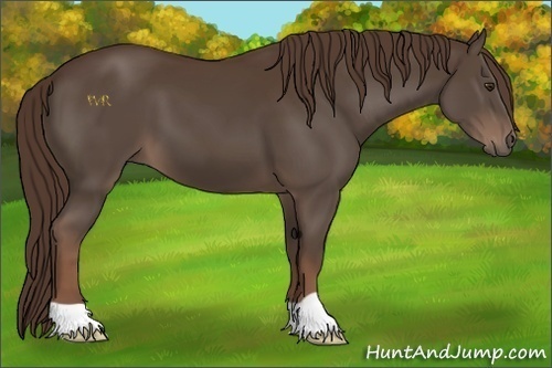 Horse Color:Liver Chestnut 