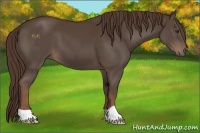 Horse Color:Liver Chestnut 