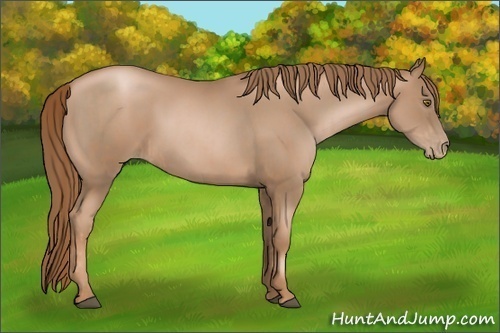 Horse Color:Liver Chestnut Pearl  and Liver Chestnut Pearl 