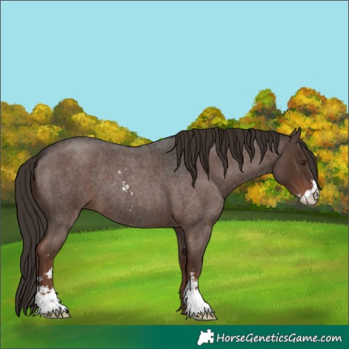 Horse Color:Liver Red Roan Sabino 