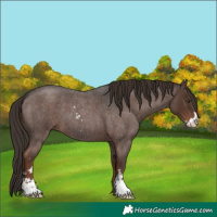 Horse Color:Liver Red Roan Sabino 