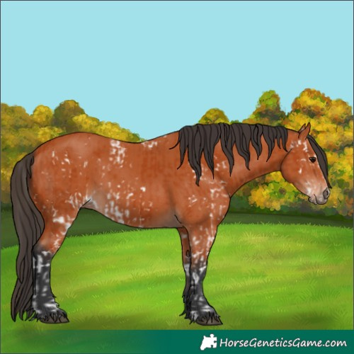 Horse Color:Bay Sabino  and Bay 