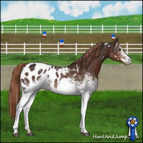 Horse Color:White Spotted Liver Chestnut Blanket 