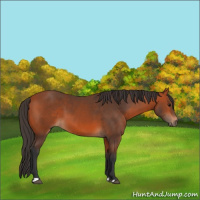 Horse Color:Bay 