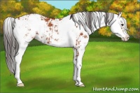 Horse Color:Bay Sabino  and Bay Sabino 