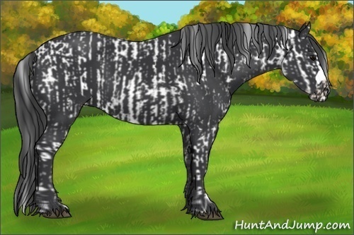 Horse Color:Black Sabino  and Black 