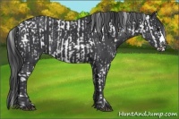 Horse Color:Black Sabino  and Black 