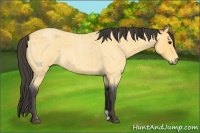 Horse Color:Buckskin Roan 