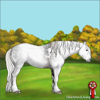 Horse Color:Gray White Spotted Silver Black Sabino 