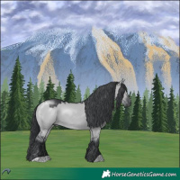 Horse Color:Grullo Chinchilla Rabicano