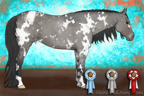 Horse Color:White Spotted Grullo Roan Appaloosa 