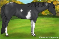 Horse Color:Black Tobiano 