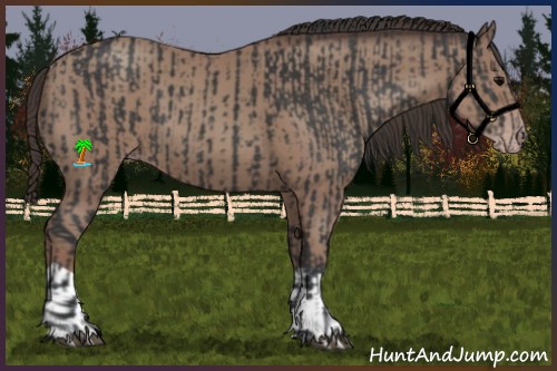 Horse Color:Black  and Classic Champagne 