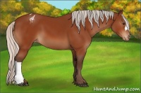 Horse Color:Silver Bay Appaloosa 