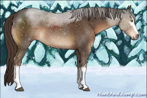 Horse Color:White Spotted Liver Chestnut Sabino 