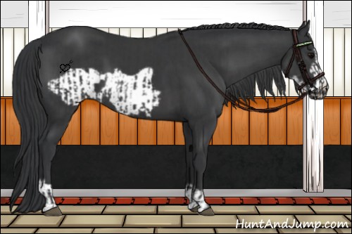 Horse Color:Black  and Black Frame 