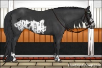 Horse Color:Black  and Black Frame 