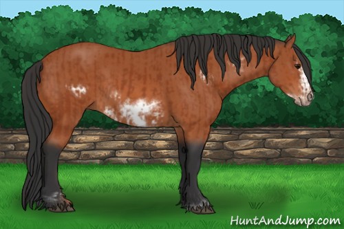 Horse Color:Bay Sabino Frame Rabicano and Bay Sabino Frame Rabicano