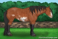 Horse Color:Bay Sabino Frame Rabicano  and Bay Sabino Frame Rabicano 