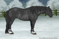 Horse Color:Black  and Black Rabicano 