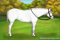 Horse Color:Chestnut Appaloosa 