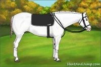 Horse Color:Chestnut Appaloosa