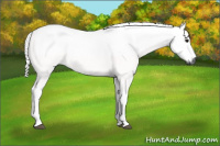 Horse Color:Gray Bay