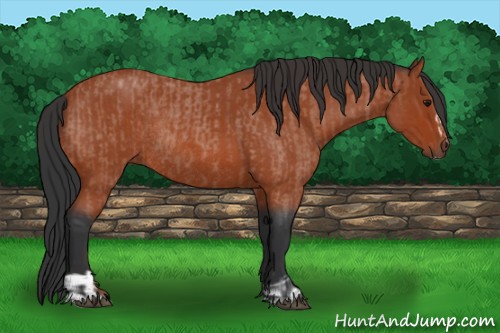 Horse Color:Bay Roan Sabino Rabicano  and Bay Roan Sabino Rabicano 