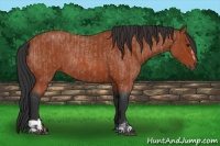 Horse Color:Bay Roan Sabino Rabicano  and Bay Roan Sabino Rabicano 