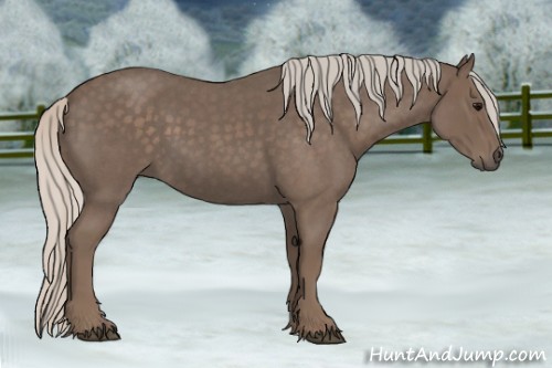 Horse Color:Silver Blue Roan 