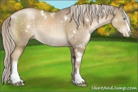 Horse Color:White Spotted Chocolate Palomino Pearl