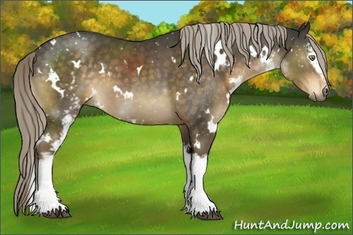 Horse Color:White Spotted Chocolate Palomino