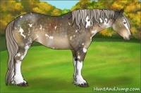 Horse Color:White Spotted Chocolate Palomino 