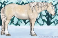 Horse Color:White Spotted Cremello 