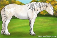Horse Color:White Spotted Cremello 