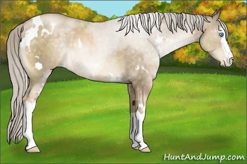 Horse Color:White Spotted Chocolate Palomino Pearl
